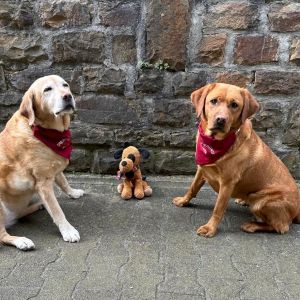 Logopäde & Logopädin (m/w/d) in Göppingen gesucht! Stellenangebote und Jobs bei Logopädie Praxis Kerstin Gairing - Therapiehunde Emma und Rosa